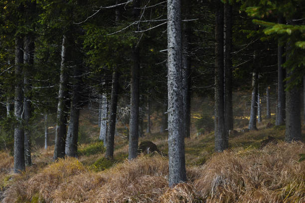 istock Cold fogg in the forest 1189231324