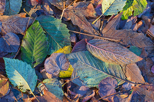 November Fallen Leaves in Bellevue Washington