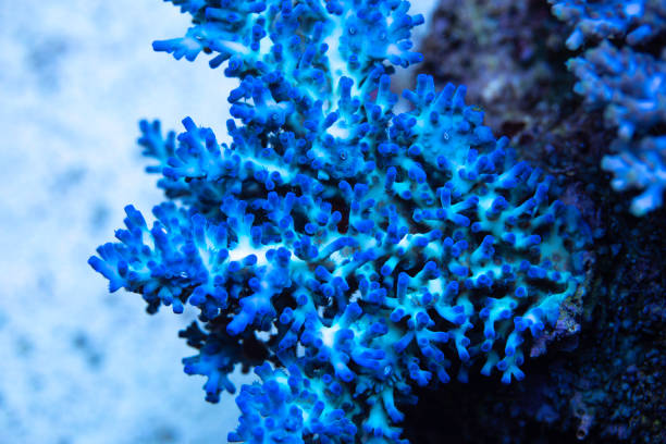 istock Coral reef, Hard Corals saltwater fish 1189236562