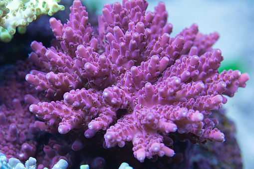 Corals on coral reef. Hard Corals, aquaculture corals, Aquarium corals. Small Polyp Stony Corals (SPS) and saltwater fish