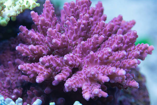 Coral reef, Hard Corals saltwater fish Corals on coral reef. Hard Corals, aquaculture corals, Aquarium corals. Small Polyp Stony Corals (SPS) and saltwater fish great barrier reef coral stock pictures, royalty-free photos & images