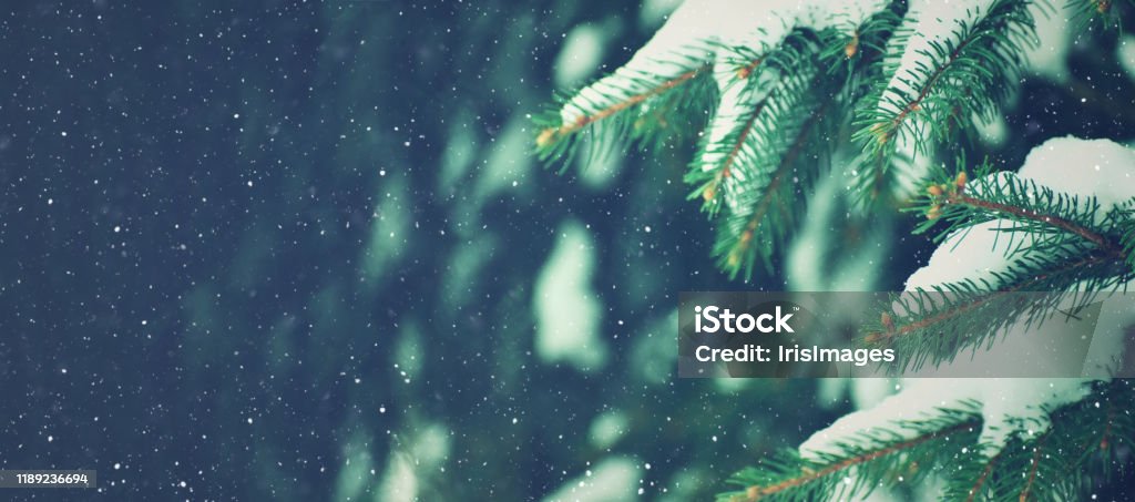 Winter Holiday Evergreen Christmas Tree Pine Branches Covered With Snow and Falling Snowflakes Winter Holiday Evergreen Christmas Tree Pine Branches Covered With Snow and Falling Snowflakes, Horizontal Winter Stock Photo