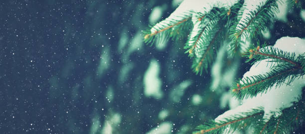 Winter Holiday Evergreen Christmas Tree Pine Branches Covered With Snow and Falling Snowflakes Winter Holiday Evergreen Christmas Tree Pine Branches Covered With Snow and Falling Snowflakes, Horizontal blizzard photos stock pictures, royalty-free photos & images