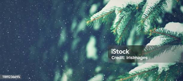 Winter Holiday Evergreen Christmas Tree Pine Branches Covered With Snow And Falling Snowflakes Stock Photo - Download Image Now