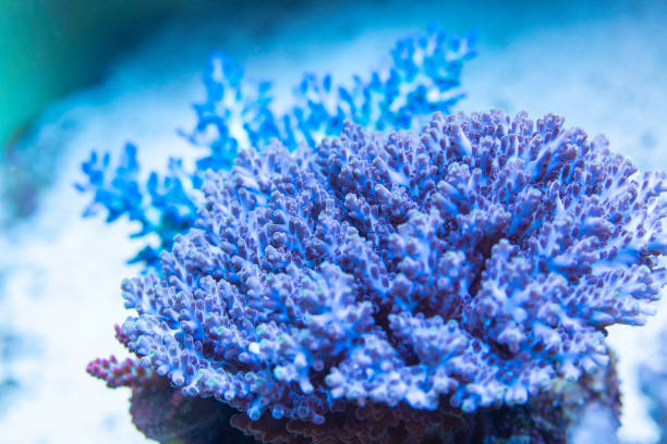 istock Coral reef, Hard Corals saltwater fish 1189236724