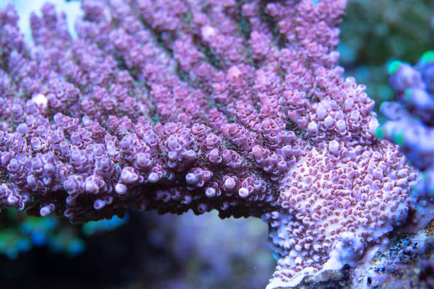 istock Coral reef, Hard Corals saltwater fish 1189236795