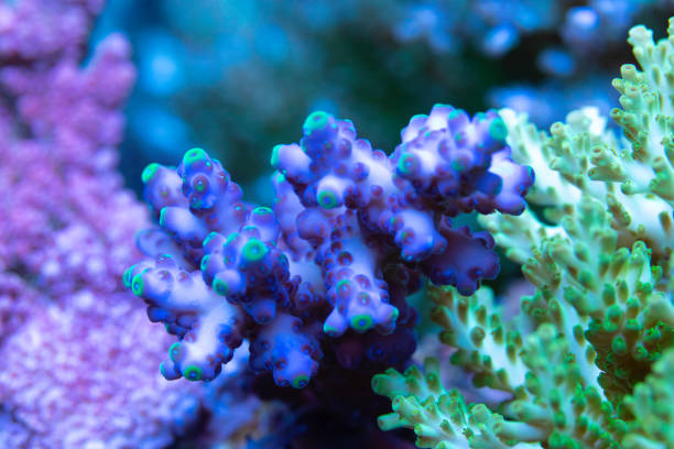 istock Coral reef, Hard Corals saltwater fish 1189237450