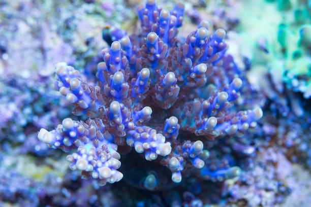 istock Coral reef, Hard Corals saltwater fish 1189237520
