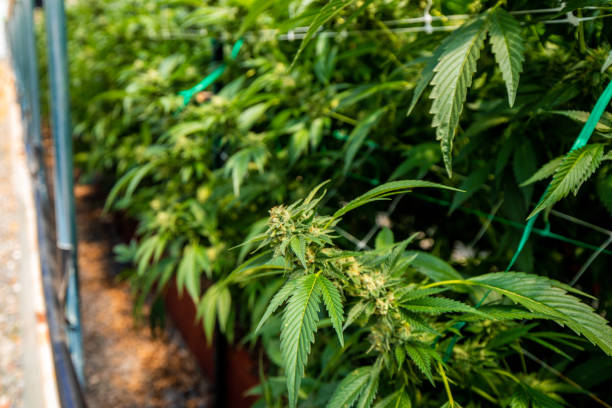 istock Outdoor Cannabis Sun Grown Marijuana Farm 1189239077