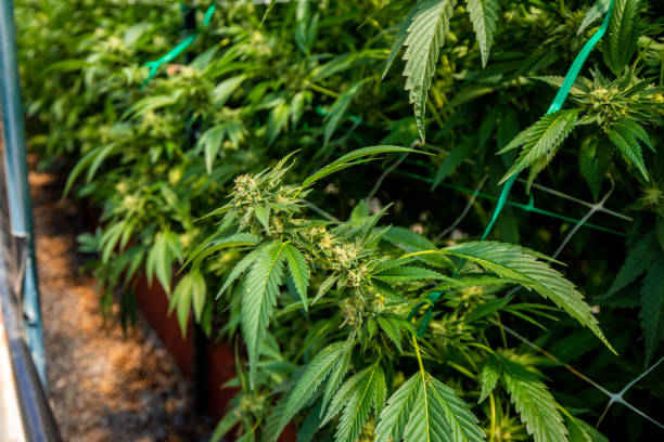 istock Outdoor Cannabis Sun Grown Marijuana Farm 1189239630