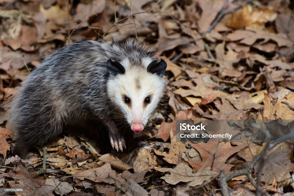 Possum An opossum among the fallen leaves in a Missouri forest. Virginia Opossum Stock Photo