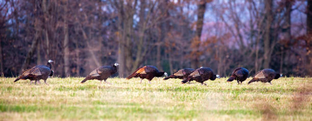 istock Eastern wild turkeys with a one red phase in Wisconsin 1189246978