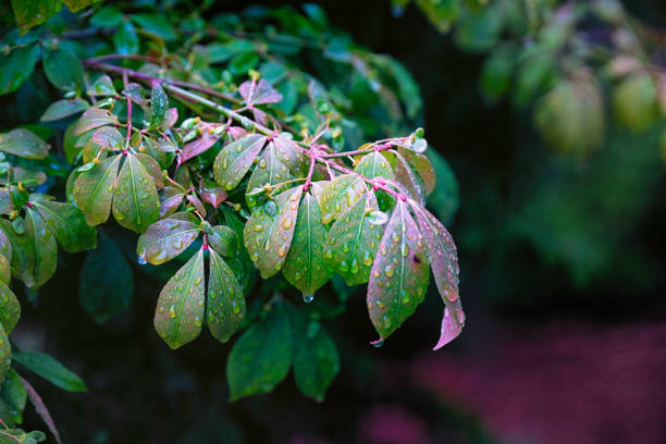 istock Green leaves in rainforest British Columbia close up 1189247828