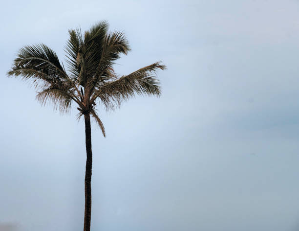 istock Palm tree with blue sky background on the beach 1189247832