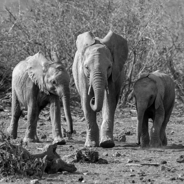istock Young Elephants of the Madikwe 1189248012