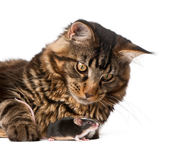 istock Close-up of Maine Coon looking at mouse 118924861