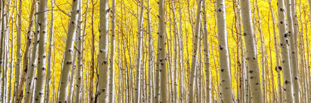 istock Panoramic Aspen Forest in Golden Autumn Splendor 1189248622