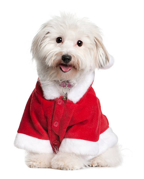 istock Coton de tulear dog in Santa suit, sitting and panting 118924866