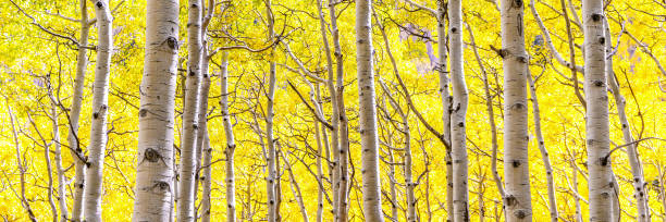 istock Aspen Trees in Golden Fall Splendor 1189248781