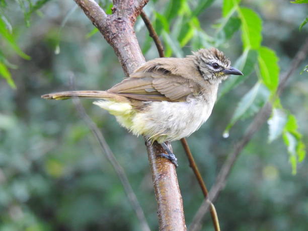 istock Birds of Sri Lanka 1189248879
