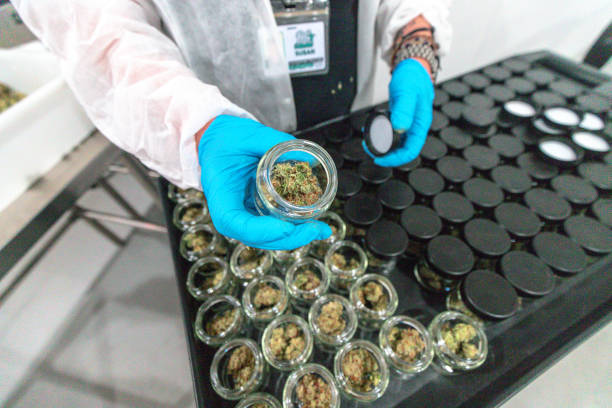 istock Indoor Cannabis Commercially Grown and Harvested 1189249703