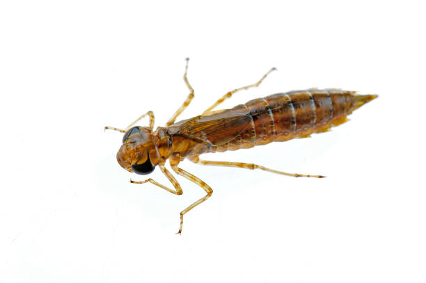 istock Dragonfly larvae isolated in the white 1189250471