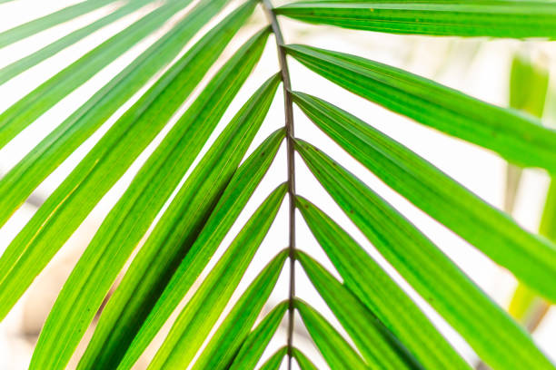 istock Close up thin green palm leaves  with stem 1189250478