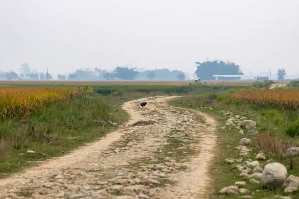 Woolly-necked stork eating snake on a dirt-road in the fields