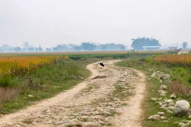 Woolly-necked stork eating snake on a dirt-road in the fields