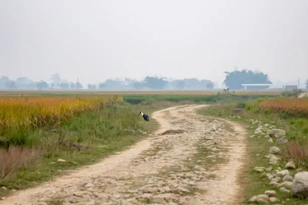 Woolly-necked stork eating snake on a dirt-road in the fields