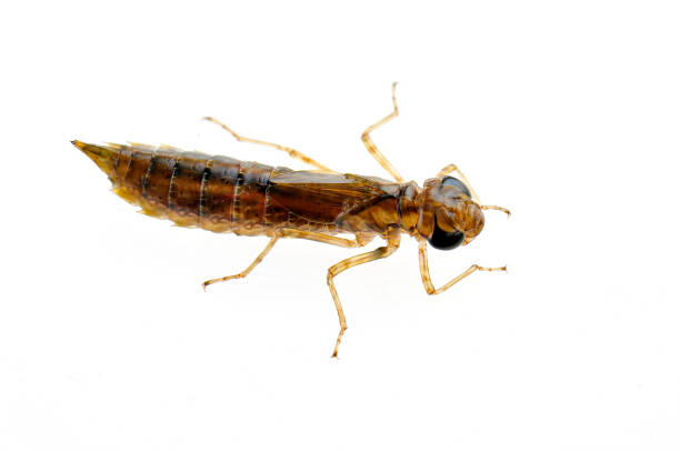 istock Dragonfly larvae isolated in the white 1189251703