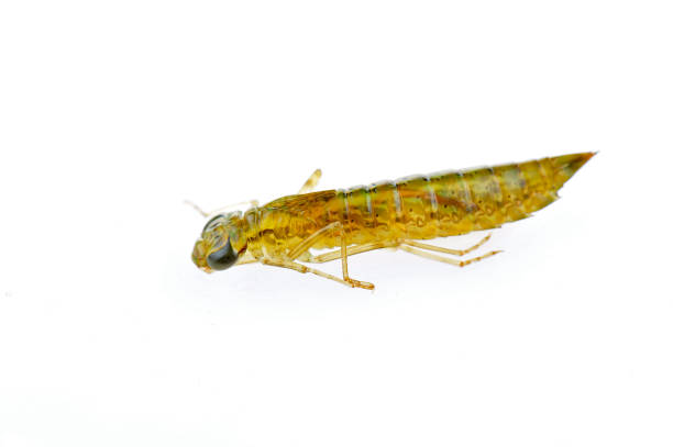 istock Dragonfly larvae isolated in the white 1189251707