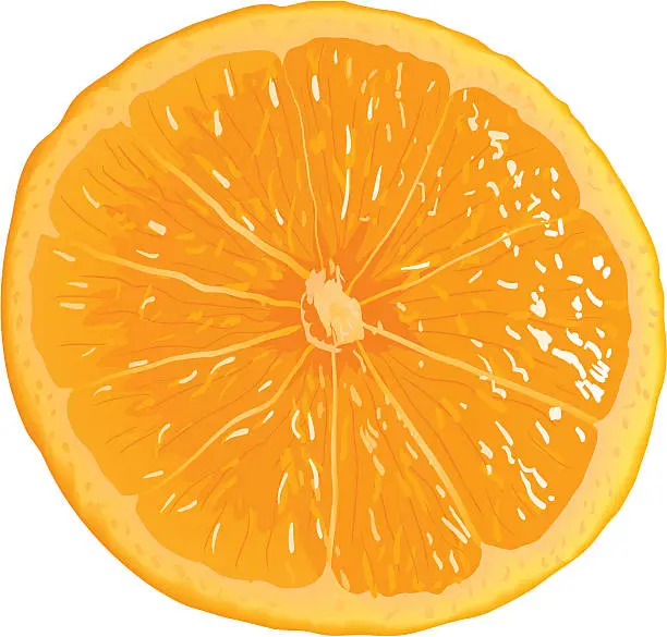 Vector illustration of Orange segment.