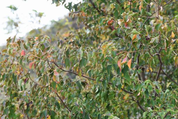 istock The Chinese tallow tree seeds 1189260995
