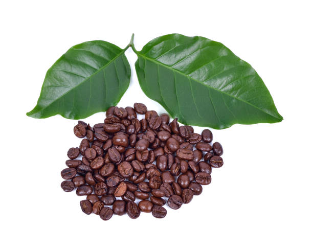 Roasted coffee beans and coffee leaves on a white background