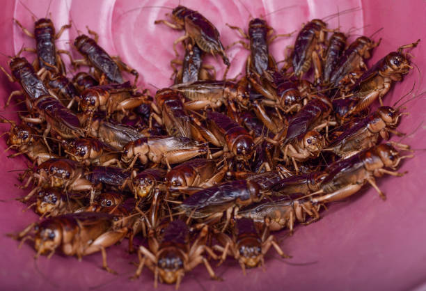 Many male gryllidae background .