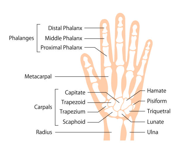 ilustraciones, imágenes clip art, dibujos animados e iconos de stock de ilustración vectorial plana de hueso de la mano (anatomía humana) / inglés - hueso de la muñeca