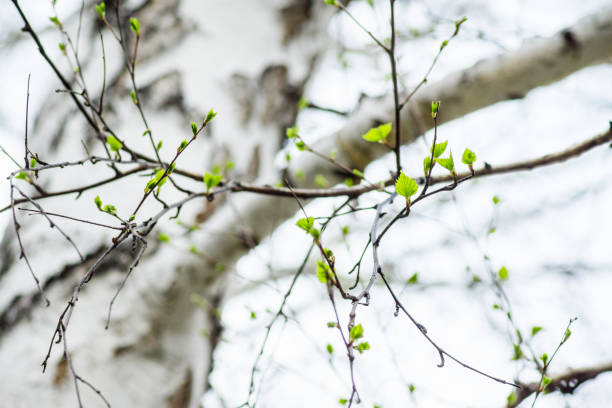 istock Birch branches with new leaves in the garden 1189268852