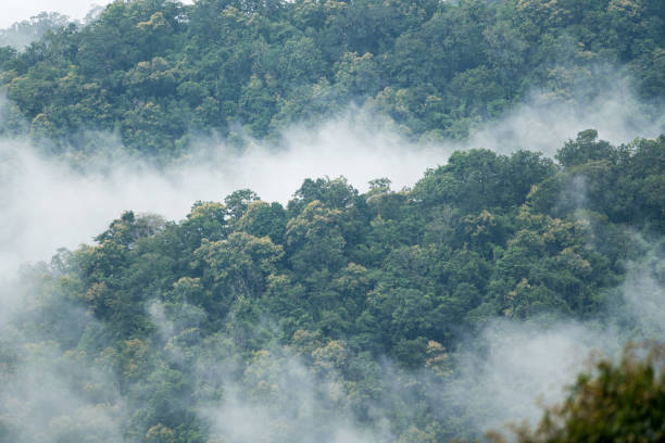 istock foggy landscape in the mountains 1189270502
