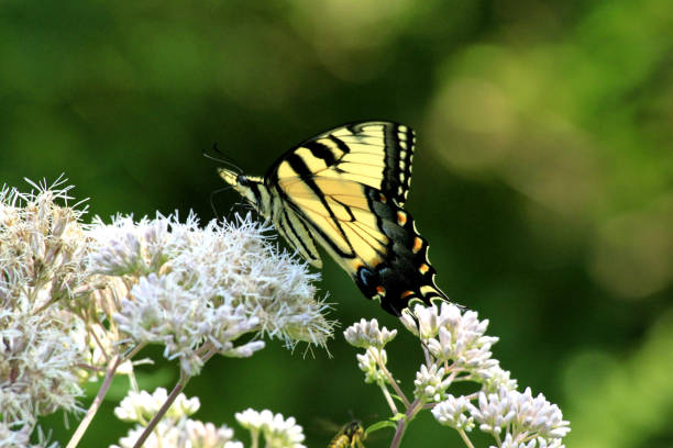 istock Butterfly sipping nectar from Flowers 1189271142