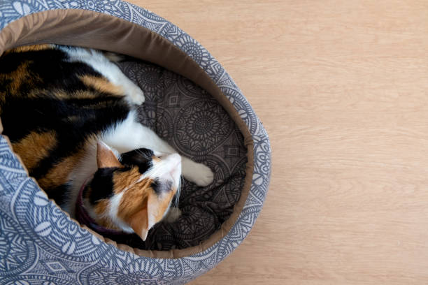 istock A calico cat is lying in cushion. 1189271931