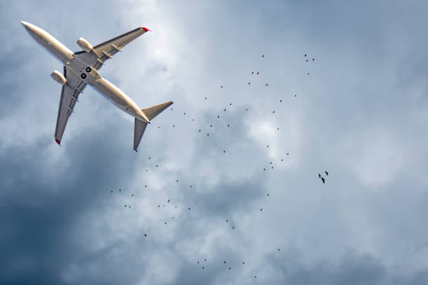 istock Airplane and birds in the sky. Writing area. Background 1189278543