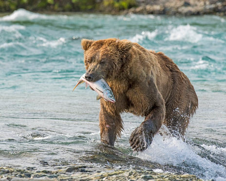 Alaskan Brown Bear at McNeil River