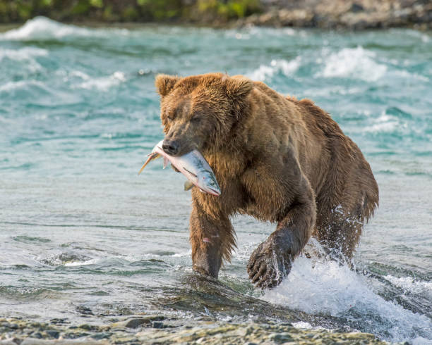 Alaskan Brown Bear stock photo