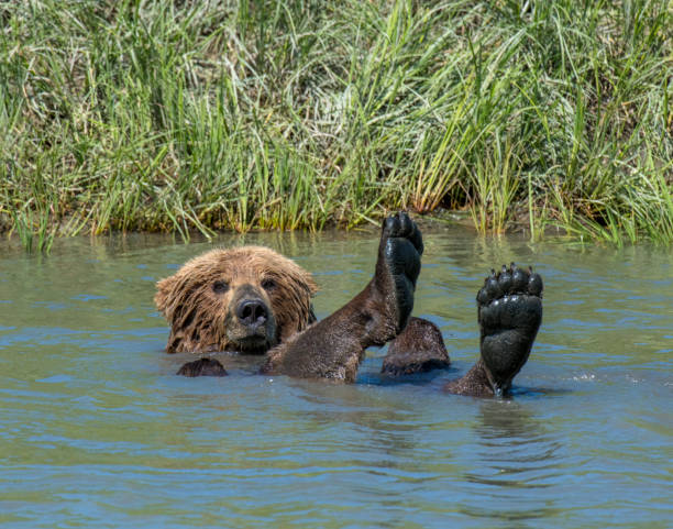 Alaskan Brown Bear stock photo