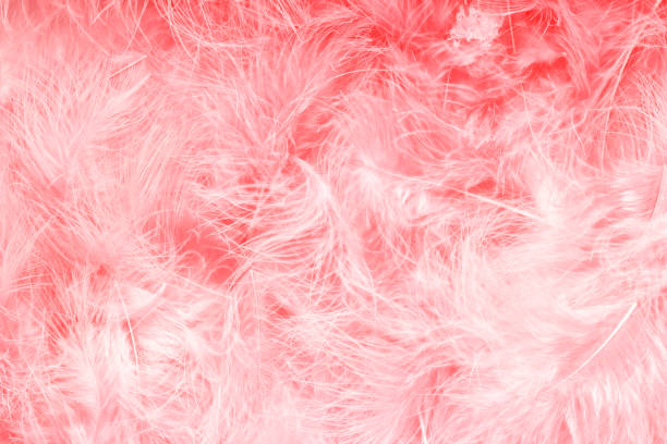 istock Beautiful coral pink trends feather texture background. Soft and gentle pattern. 1189280864