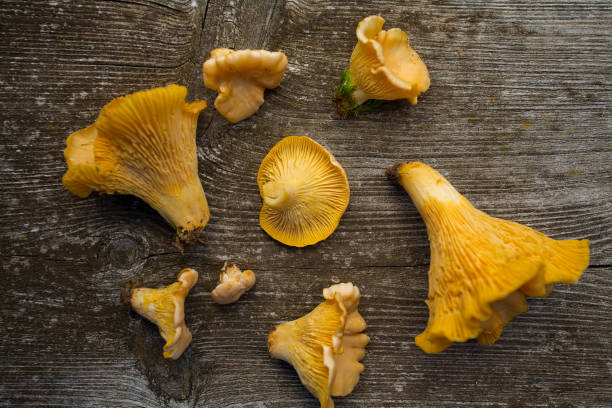 istock Chanterelle mushrooms on wooden surface 1189281074