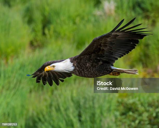 Soon Eagle Stock Photo - Download Image Now - Bald Eagle, Flying, Alaska - US State