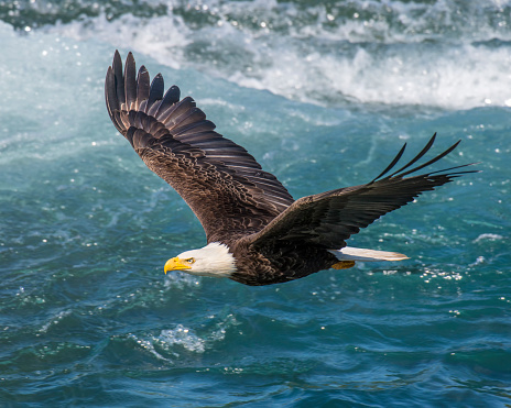 Bald Eagle hunting for Salmon scraps at McNeil River Alaska