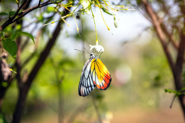 istock Beautiful butterfly seeking nectar on a flower in garden. 1189282842